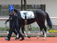 新馬戦（牝）　パドック