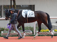 新馬戦（牝）　パドック