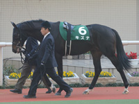 ラジオNIKKEI杯2歳ステークス（ＧIII）　パドック