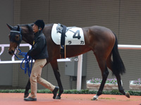 未勝利戦　パドック