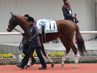 新馬戦（牝）　パドック