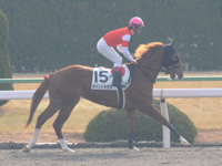 未勝利戦（牝）　本馬場入場