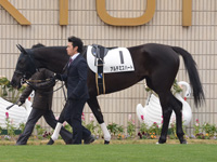 新馬戦　パドック