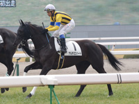 新馬戦　キャンター