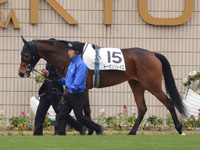 新馬戦　パドック