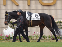 新馬戦　パドック