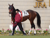未勝利戦　パドック