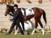 新馬戦　パドック