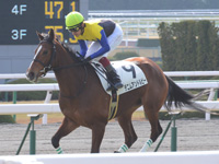 新馬戦　キャンター