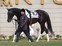 未勝利戦　パドック