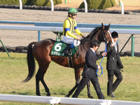 きさらぎ賞（ＧIII）　本場場入場