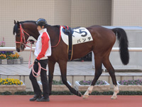 新馬戦　パドック