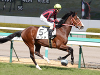 新馬戦　キャンター