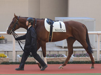 新馬戦　パドック
