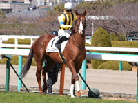 新馬戦　本馬場入場