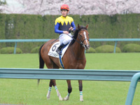 未勝利戦（牝）　桜をバックに凱旋