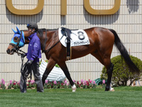 新馬戦　パドック