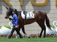 500万下　パドック