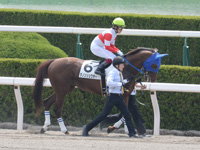 未勝利戦　本馬場入場