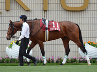 京都新聞杯（ＧII）　パドック