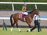 京都新聞杯（ＧII）　本馬場入場
