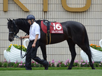 京都新聞杯（ＧII）　パドック