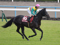 京都新聞杯（ＧII）　本馬場入場