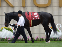 京都新聞杯（ＧII）　パドック