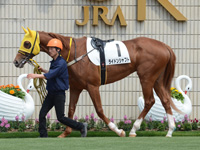 未勝利戦　パドック