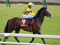 京都新聞杯（ＧII）　本馬場入場