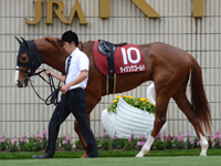 京都新聞杯（ＧII）　パドック