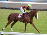 京都新聞杯（ＧII）　本馬場入場