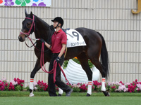 未勝利戦　パドック