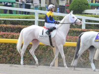 未勝利戦（牝）　本馬場入場