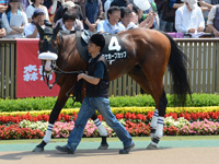 タケホープカップ（500万）　パドック