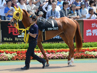 タケホープカップ（500万）　パドック