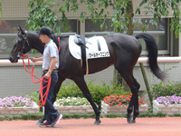 新馬戦　パドック