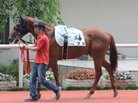 新馬戦　パドック