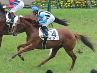 新馬戦　キャンター