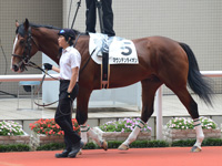 新馬戦　パドック