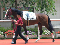 新馬戦　パドック
