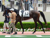 新馬戦　パドック
