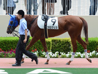 新馬戦　パドック