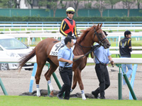 新馬戦　本馬場入場