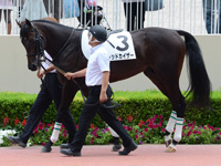 新馬戦　パドック