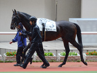 新馬戦　パドック