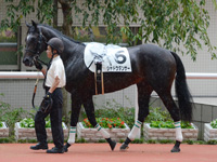 新馬戦　パドック