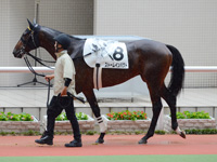 新馬戦　パドック