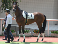 新馬戦　パドック