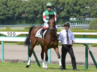 新馬戦　本馬場入場